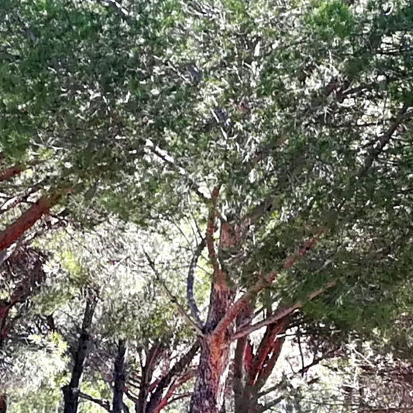 Pensando sobre el miedo desde la inteligencia emocional